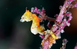 Raja Ampat 2019 - DSC08357_rc -  Pontohs pygmy seahorse - Hippocampe pygmee de Pontoh - Hippocampus pontohi